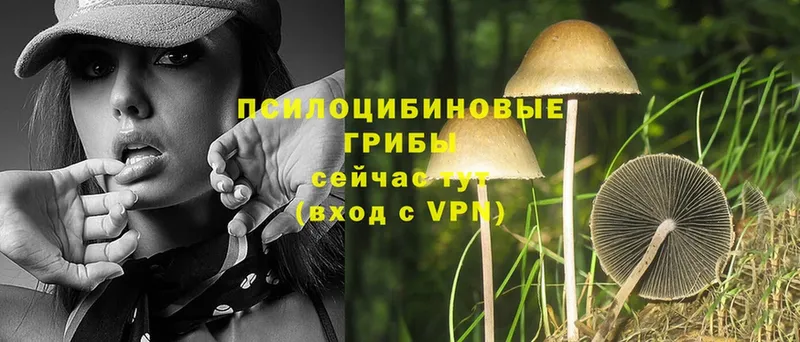 как найти закладки  Невинномысск  Галлюциногенные грибы MAGIC MUSHROOMS 